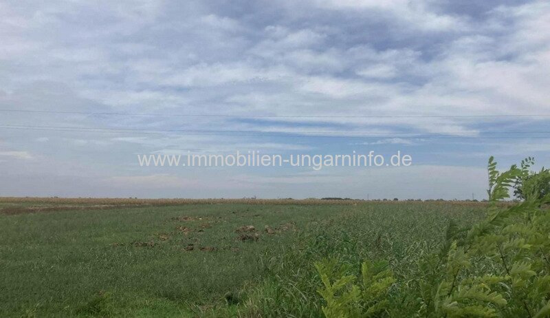 Fejér Vármegye: Naturverbundenes Baugrundstück in der Nähe des Balaton (Plattensee) 