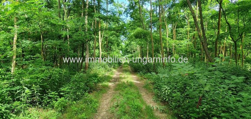 Somogy Vármegye: Akazienwald in der Umgebung des Plattensees 