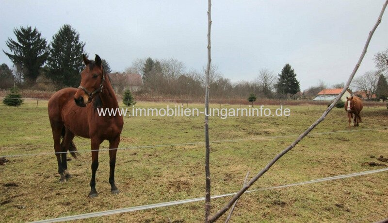 Somogy Vármegye: Reiterhof mit Wohnhaus zu verkaufen in Balatonberény 